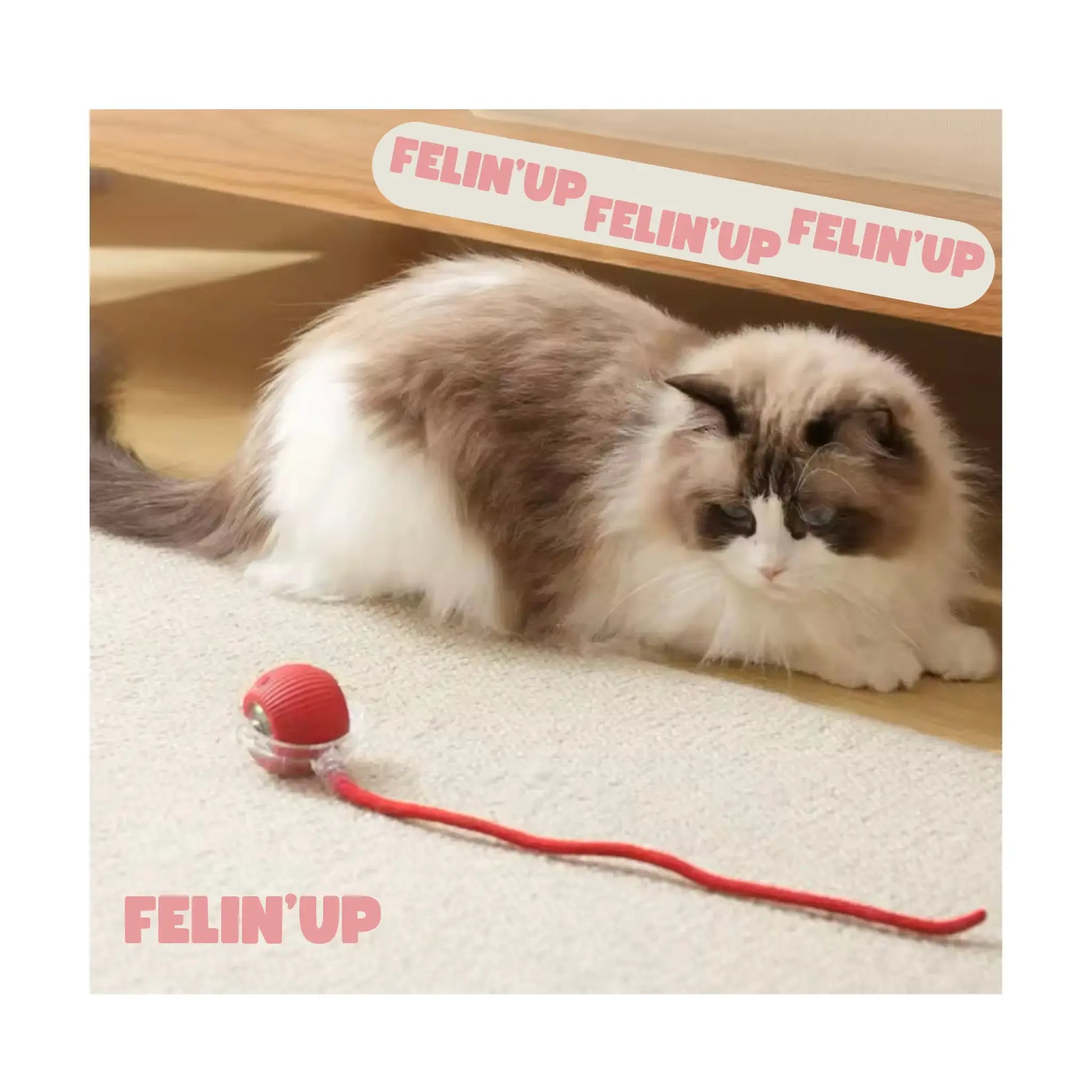 Jouet Balle automatique pour chat