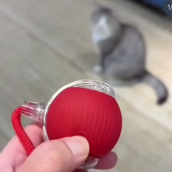 Jouet pour chat seul
